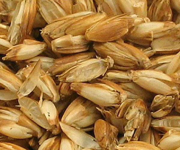Spelt