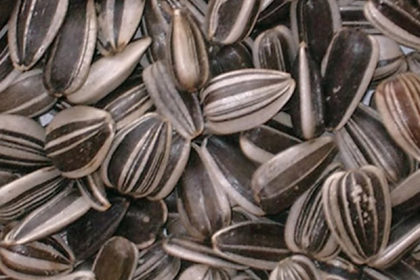 Striped Sunflower Seeds