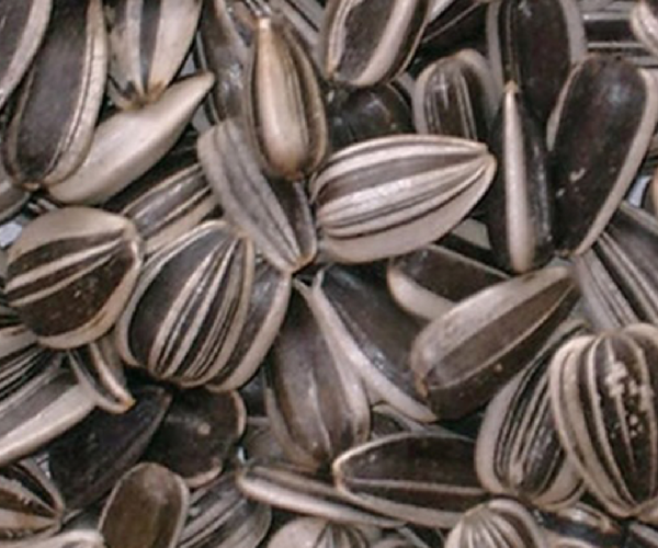Striped Sunflower Seeds