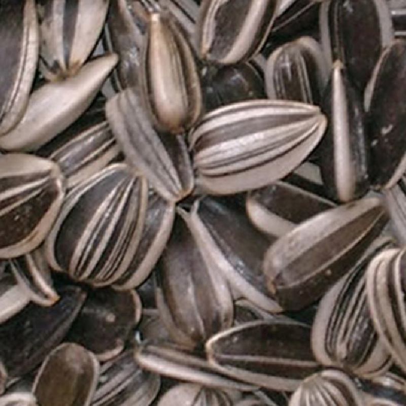 Striped Sunflower Seeds