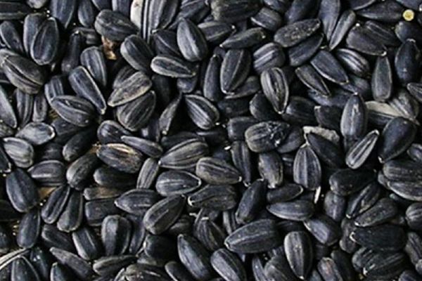 Sunflower Seeds – High oleic