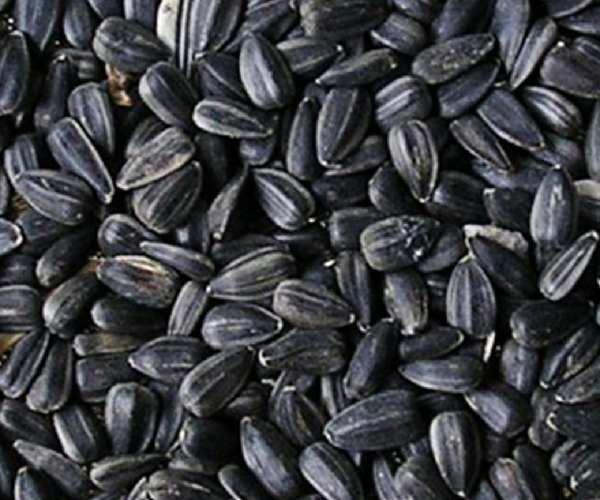Sunflower Seeds – High oleic