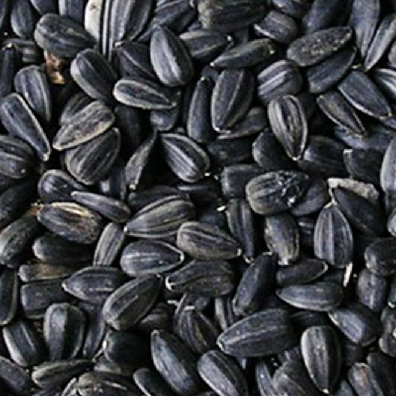 Sunflower Seeds – High oleic